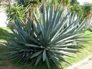 Агава, Agave tequilana, azul