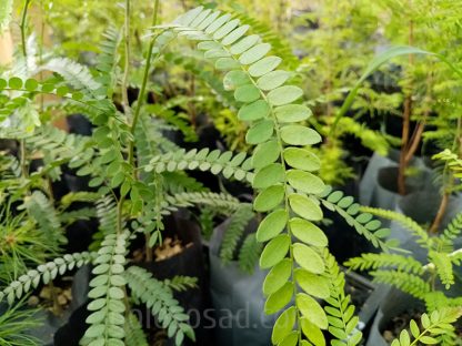 Гледичия безколючковая, Gleditsia triacanthos inermis