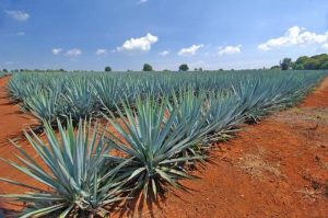 Агава, Agave tequilana, azul