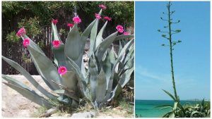 Агава, Agave tequilana, azul