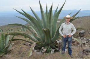 Агава, Agave tequilana, azul