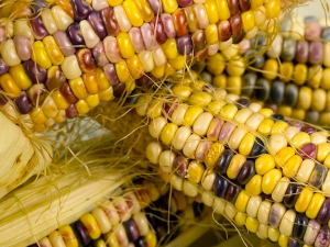 Кукуруза "Индийский гигант", corn