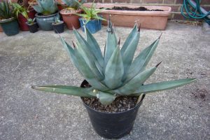 Агава, Agave tequilana, azul