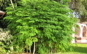 Моринга, Moringa
