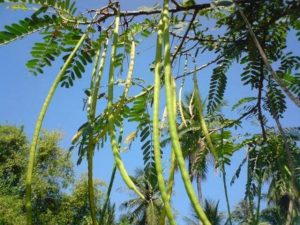 Моринга, Moringa