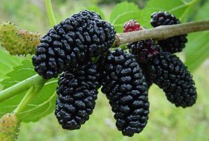 Шелковица черная, mulberry, семена, лесосад