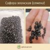 Софора я японская, семена, sophora japonica