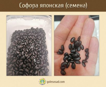 Софора я японская, семена, sophora japonica