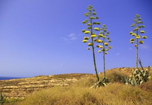 Агава, Agave tequilana, azul