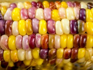 Кукуруза "Индийский гигант", corn