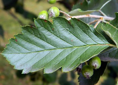 Рябина шведская или промежуточная, Sorbus intermedia