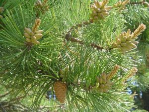 Сосна жесткая, Pinus rigida