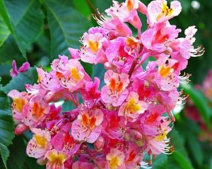 Каштан конский мясо-красный, Aesculus carnea Briotii