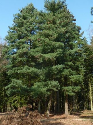 Сосна румелийская, болканская, Pinus peuce
