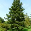 Сосна румелийская, болканская, Pinus peuce