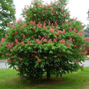 Каштан конский мясо-красный, Aesculus carnea Briotii