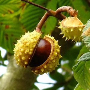 Каштан конский мясо-красный, Aesculus carnea Briotii