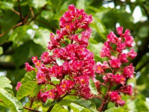 Каштан конский мясо-красный, Aesculus carnea Briotii