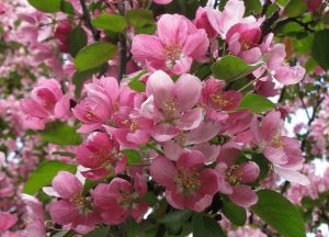 Яблоня Недзвецкого, Malus Niedzwetzkyana