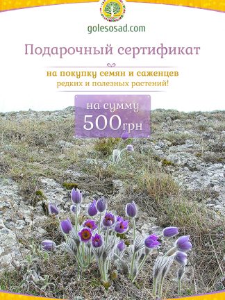 Подарочный сертификат, Лесосад