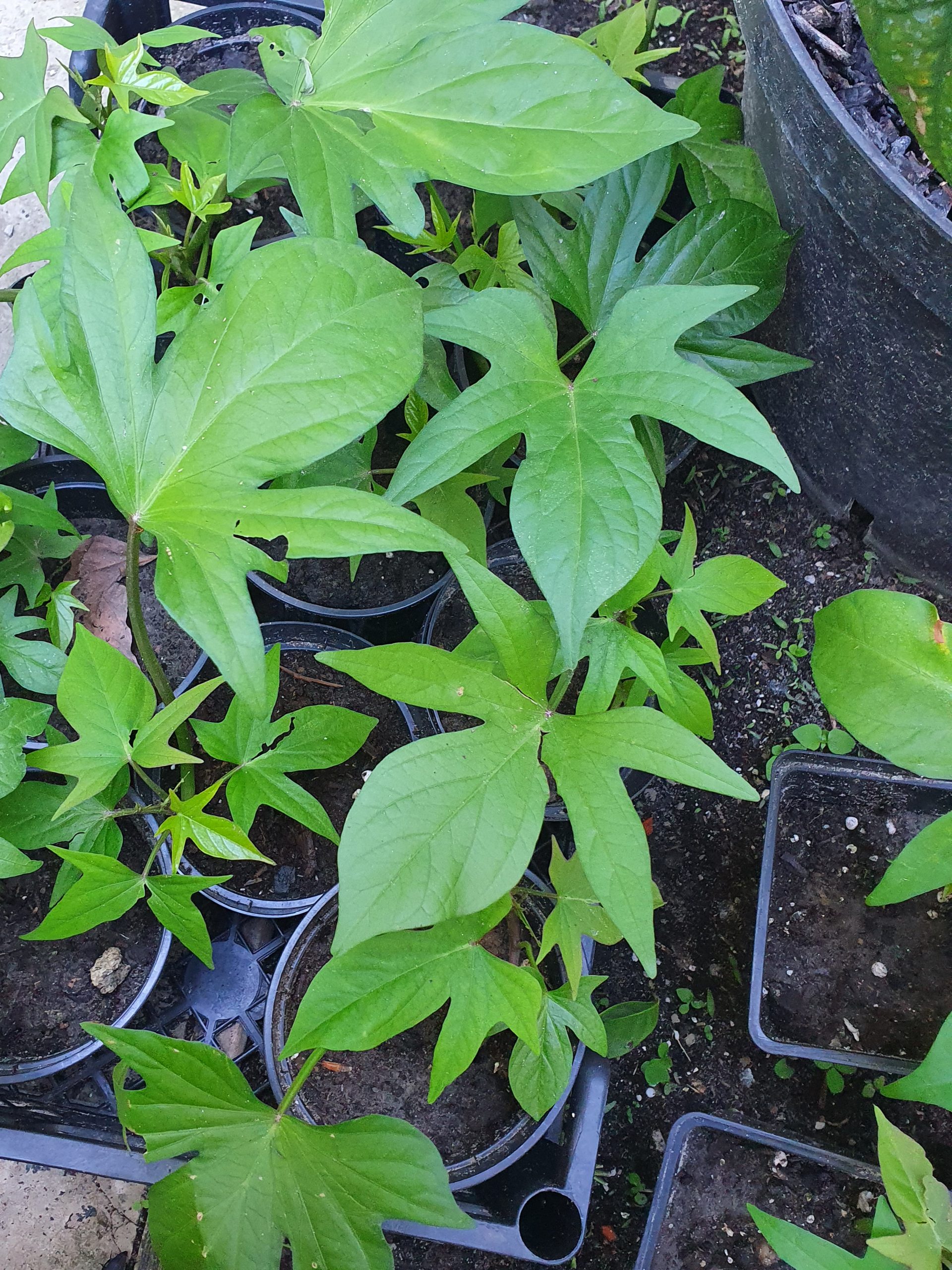 Батат Махан, саженцы Батат Махан, корнеплод