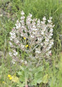 Шалфей эфиопский, семена, Salvia aethiopis
