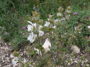 Шалфей эфиопский, семена, Salvia aethiopis