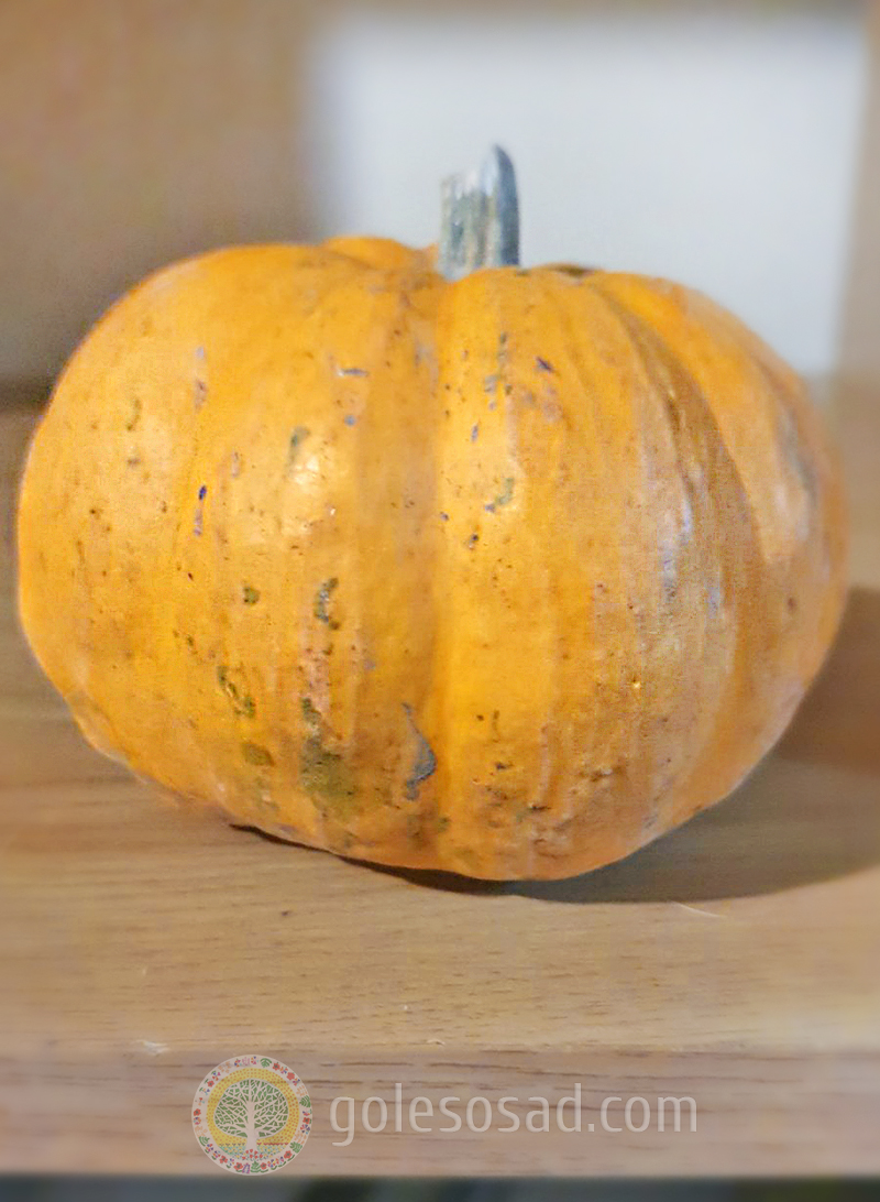 pumpkin 12s