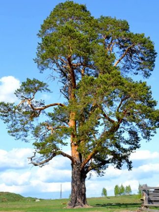 Сосна обыкновенная, Pinus sylvestris, семена