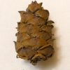 Шишка кедрового стланика, pinus pumila cone