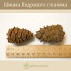 Шишка кедрового стланика, pinus pumila cone