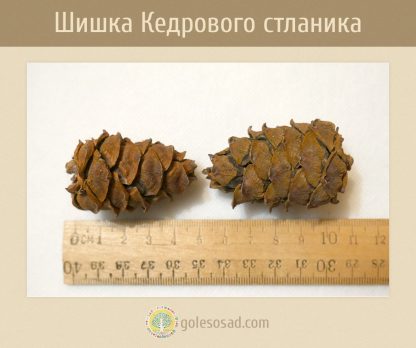 Шишка кедрового стланика, pinus pumila cone