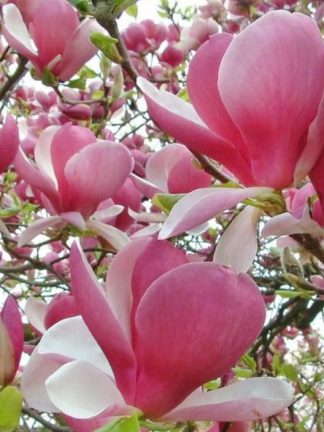 Магнолия Суланжа, Magnolia soulangeana, семена