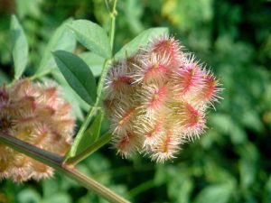 Солодка щетинистая, семена, Glycyrrhiza echinata