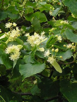 Липа амурская, Tilia amurensis