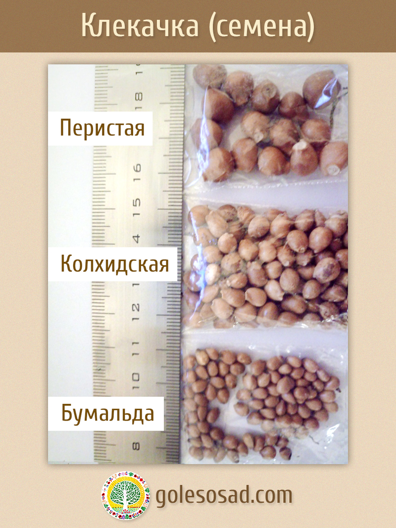 Клекачка, виды, семена