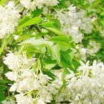 Клекачка колхидская, или Джонджоли, Staphylea colchica, семена