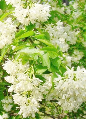 Клекачка колхидская, или Джонджоли, Staphylea colchica, семена