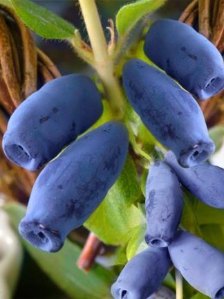 Жимолость Голубой банан, Саженцы, honeysuckle