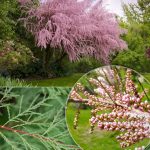 Tamarix, Тамарикс, Саженцы