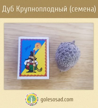 Дуб крупноплодный, желуди,Quercus macrocarpa