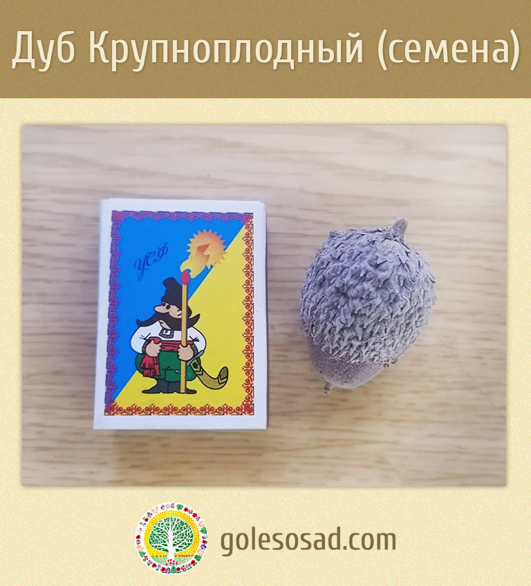 Дуб крупноплодный, желуди,Quercus macrocarpa