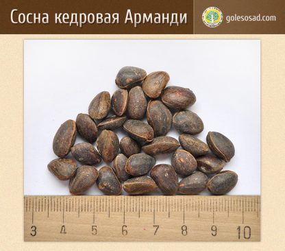 Сосна кедровая Арманди, Pinus armandii, seeds