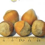 Фундук, сорт Гигант Галле, орехи, hazelnut, семена Фундук, сорт Гигант Галле, орехи, hazelnut, семена