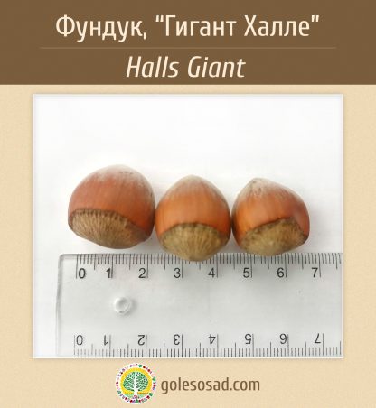 Фундук, Гигант Галле, Halls Giant, семена