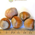 Фундук, сорт Каталонский, орехи, hazelnut, семена Фундук, сорт Каталонский, орехи, hazelnut, семена