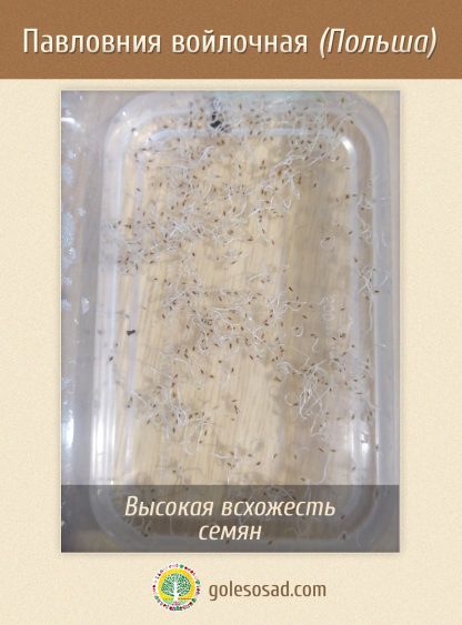 Павловния войлочная, Paulownia tomentosa, семена