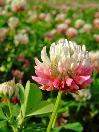 Клевер розовый, гибридный, шведский, Trifolium hybridum, семена