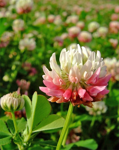 Клевер розовый, гибридный, шведский, Trifolium hybridum, семена