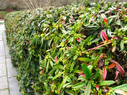 Барбарис Юлиана, Berberis julianae, семена, лесосад